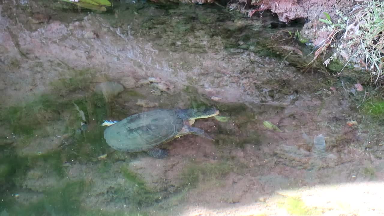 水鸟露出水面换气，蜻蜓飞过水面