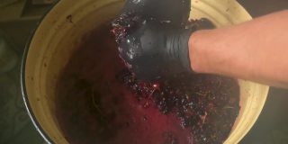 戴着黑手套的农夫把一串葡萄凑到一起捏碎。用手自制新酒的工艺。