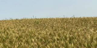 在成熟的小麦前面快速地淘洗
