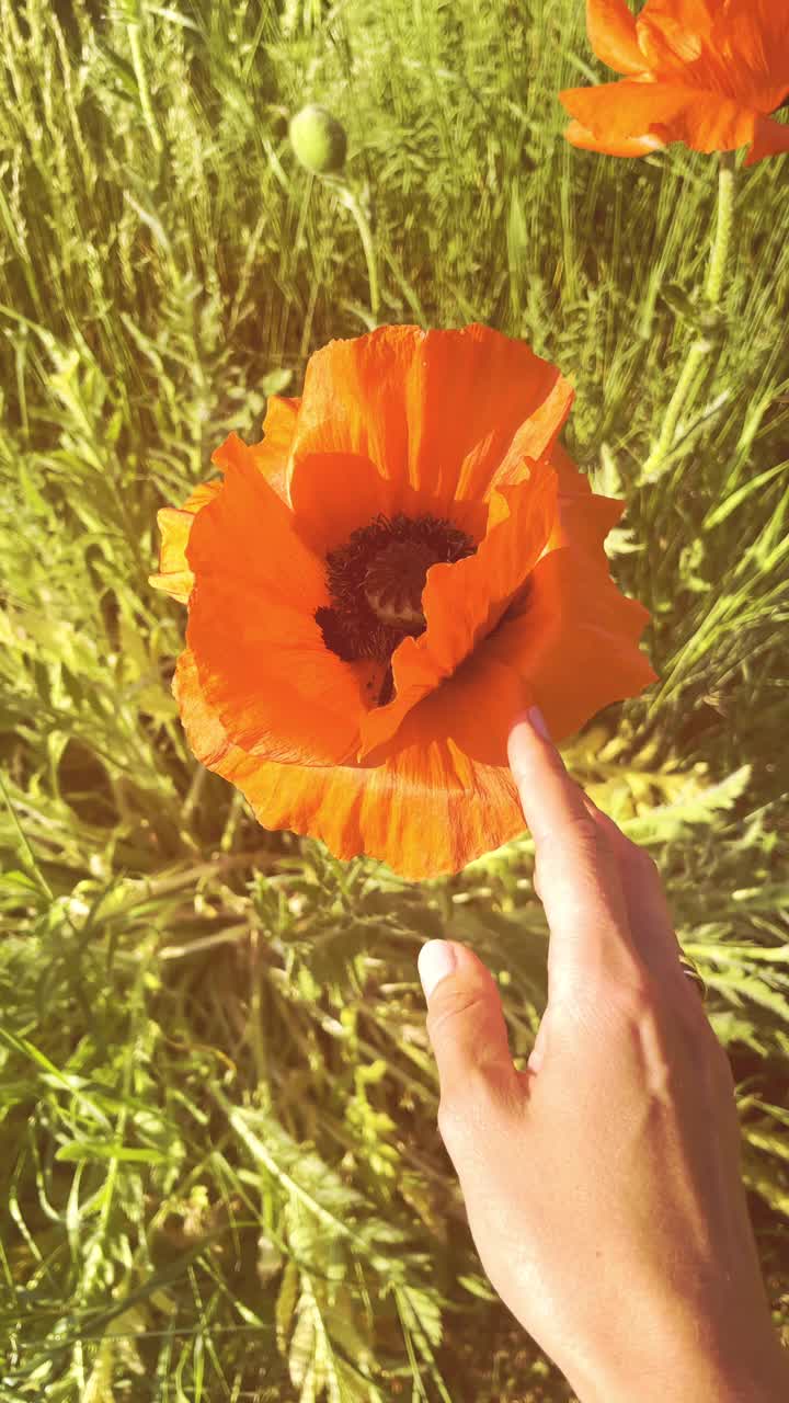 一个女人的手穿过田野里夏天的花朵，慢动作