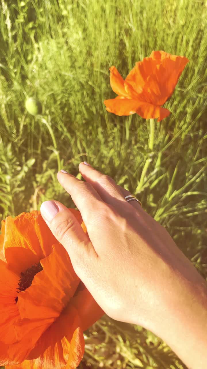 一个女人的手穿过田野里夏天的花朵，慢动作
