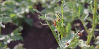 科罗拉多马铃薯甲虫的幼虫吃马铃薯的幼叶