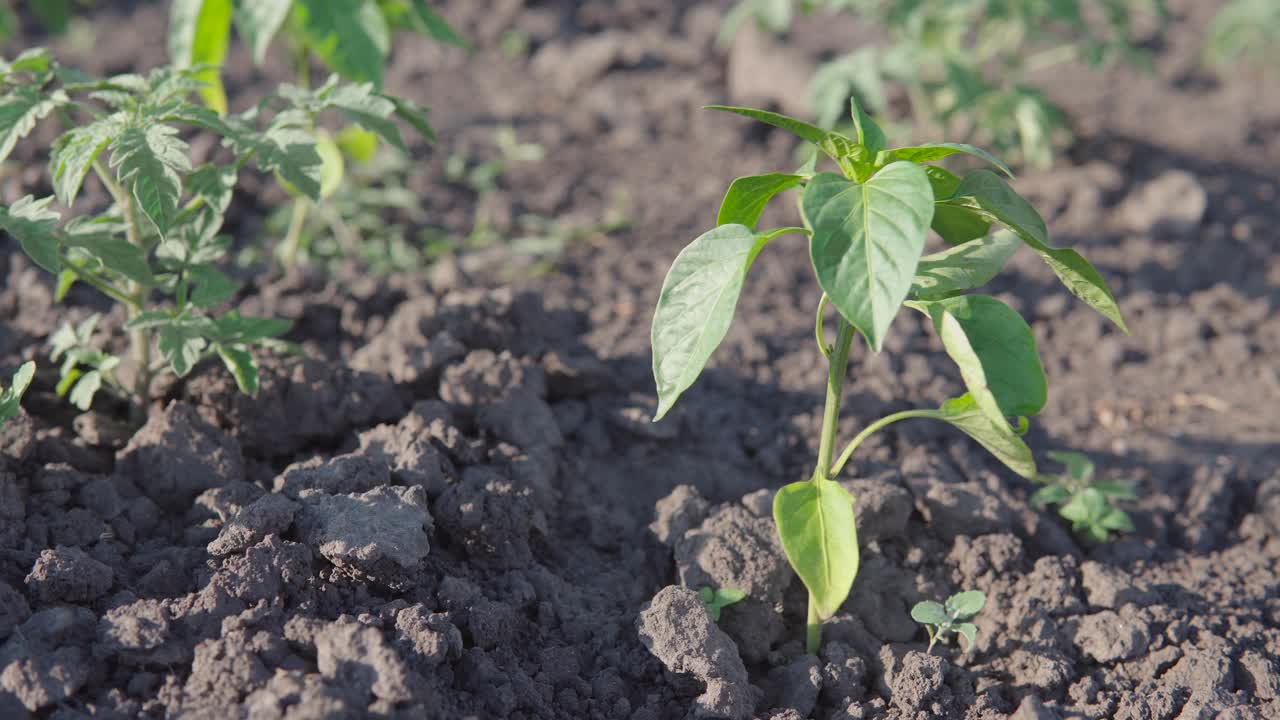辣椒幼苗被种植在一个有机私人生态农场的床上