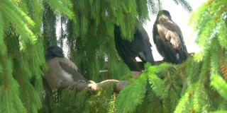 三只鸟坐在树枝上，4k慢镜头60帧