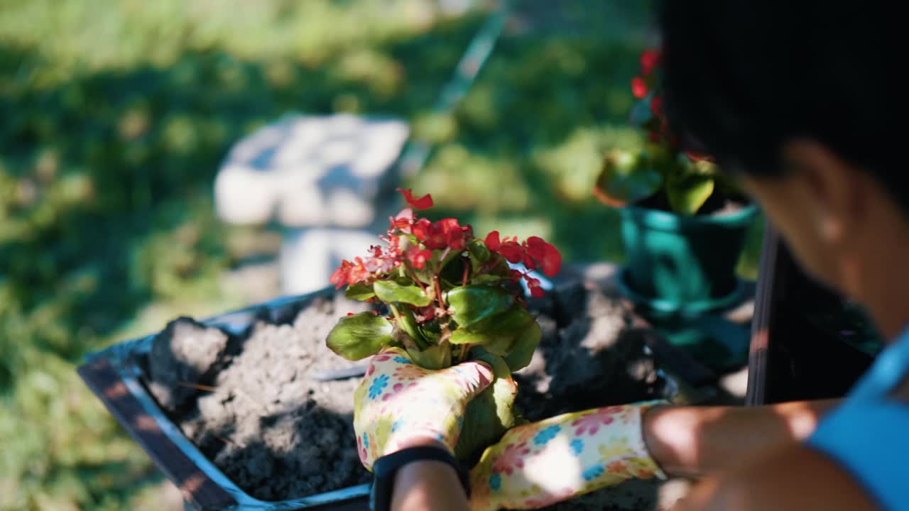 老奶奶在院子里种花。在花园里种花。在花盆里种花的过程。