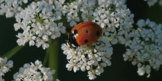 爱沙尼亚，一只红色瓢虫在白色花朵上爬行