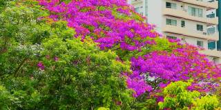 夏日里，紫红色的花朵在公园和建筑物的背景上盛开