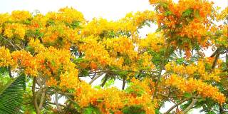 缓慢的淘金黄色火焰树盛开在公园顶部的夏天