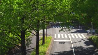 在春天的道路。新的绿色街道树。人行横道视频素材模板下载
