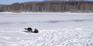 狗在结冰的湖面上玩耍