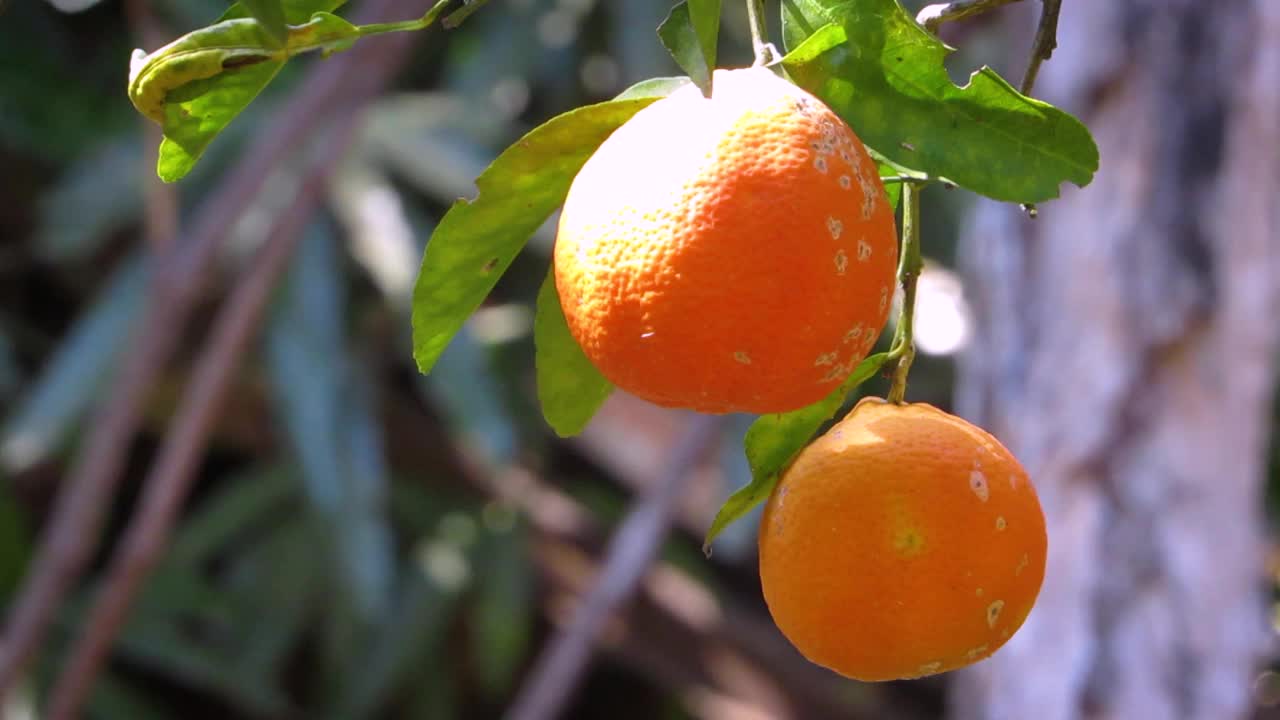 兰普尔酸橙(Citrus limonia)，一种柠檬丁香水果。