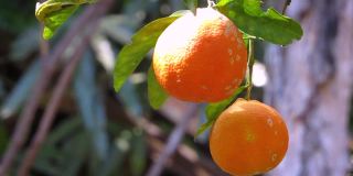 兰普尔酸橙(Citrus limonia)，一种柠檬丁香水果。