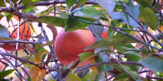兰普尔酸橙(Citrus limonia)，一种柠檬丁香水果。