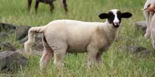 小羊在草地上拉屎