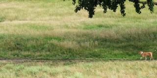 一只棕色的狗在绿色的草地上散步