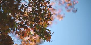 五彩缤纷的秋天枫叶