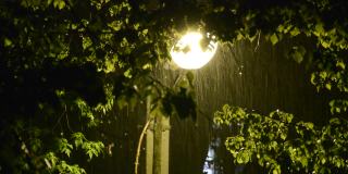 路灯在下雨时照亮树叶