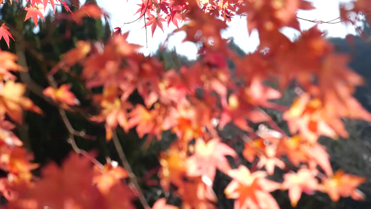倾斜视频的秋天树叶变红。