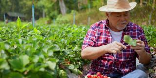 4K快乐亚洲高级男子农民在草莓农场工作