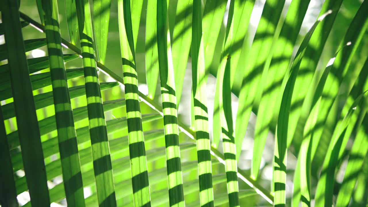 热带丛林的绿色棕榈叶随风摇曳，阳光闪耀，夏日的背景