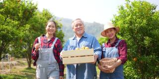 4K两个亚洲女人与高级男子农场主家庭一起在橘子园工作