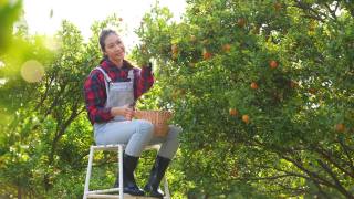 4K亚洲妇女农民在橙子园收获成熟的橙子果实。视频素材模板下载