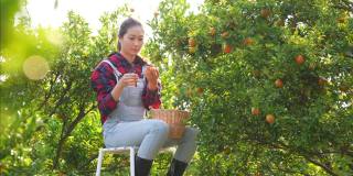 4K亚洲妇女农民在橙子园收获成熟的橙子果实。