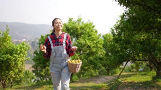 4K亚洲女农民漫步在橘园。视频素材模板下载