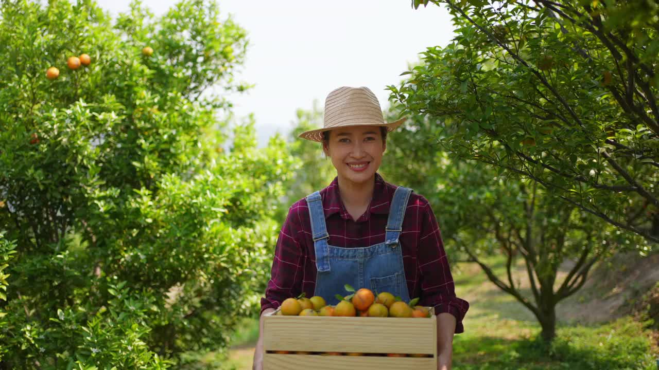 4K亚洲女农民肖像，在橘园拿着一盒成熟的有机橙子