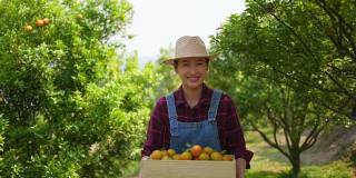 4K亚洲女农民肖像，在橘园拿着一盒成熟的有机橙子