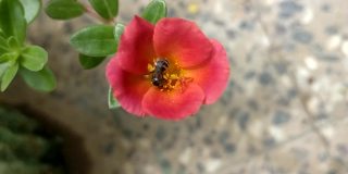 蜜蜂为盆景植物的花朵授粉