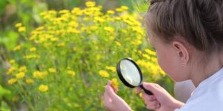 一个小女孩用放大镜看花。一个孩子用放大镜观察植物。