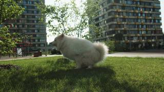 遛狗。一只狗在夏季公园的草地上拉屎。缓慢的运动。高清视频素材模板下载