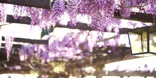 紫藤花编织着庭院的木梁