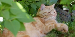 夏天，红猫躺在花园里休息。外面的猫玩。在阳光下