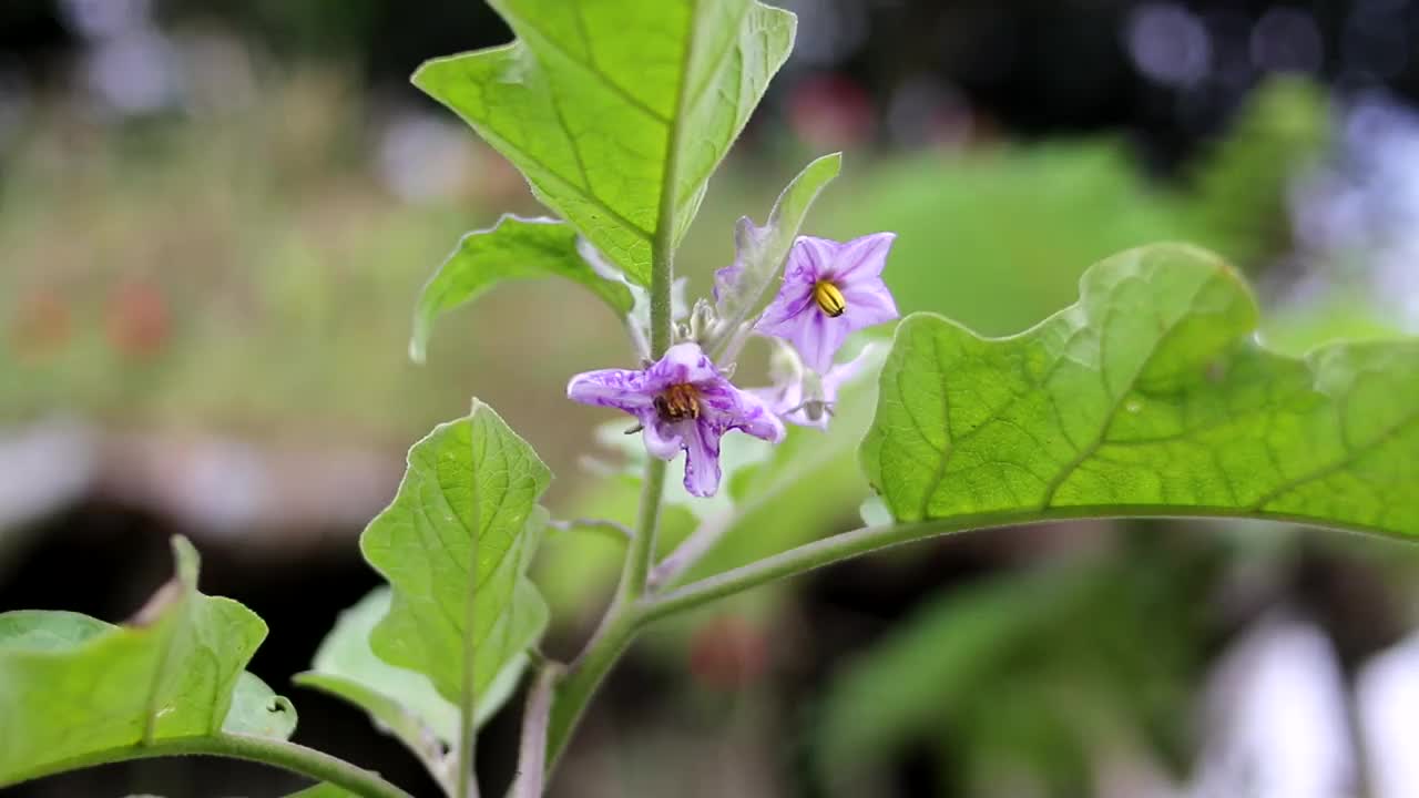 田地里的茄子花正版超高清4k商用授权视频素材下载 编号 Hqqusu0d8qekg 新片场素材