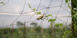 印度尼西亚苦瓜地里，蚱蜢飞离了网