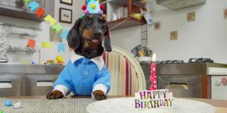 滑稽的腊肠狗穿着蓝色衬衫，戴着节日帽，坐在桌子前，在装饰为庆祝派对的房间里，在蜡烛生日蛋糕前，准备吃甜点，舔着嘴唇