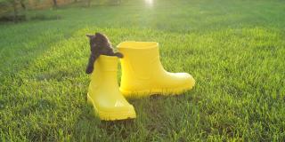 可爱的小猫穿着黄色靴子站在草坪上