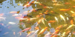 池塘里有鱼。花式鲤鱼或锦鲤在池塘里游泳。