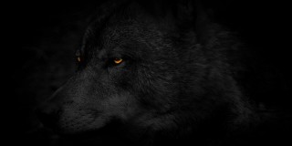 《火眼狼:黑暗中的侧视