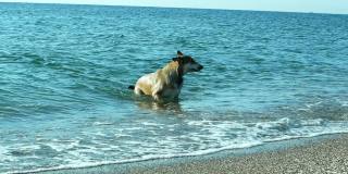 一只漂亮的狗在海里游泳。狗在假期里在水里游泳。
