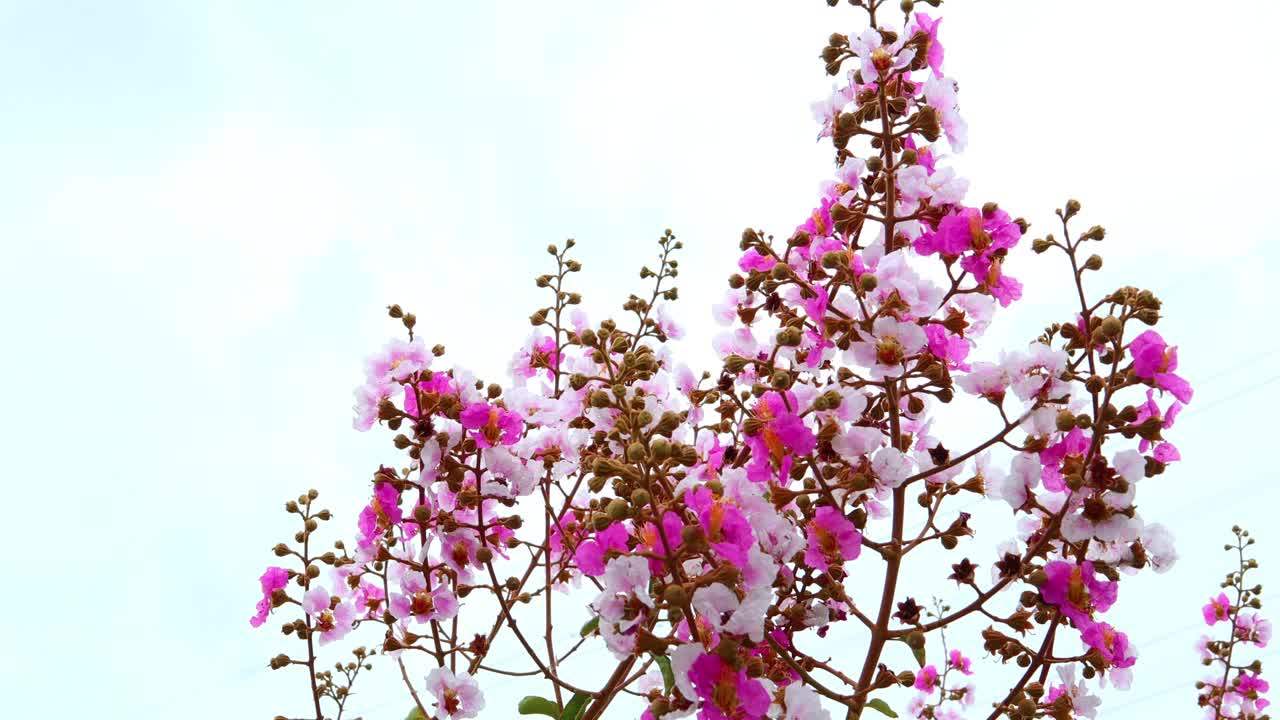 紫薇或桃金娘的粉红色花。