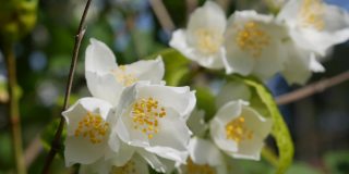 特写树枝与美丽的雪白的茉莉花在花园里。盛开的茉莉花分支。植物、细节、自然