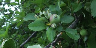 苹果的收获:成熟的果实挂在花园里的树上，成熟的果实挂在绿色的叶子上，黄色的果实挂在苹果的阳光下。健康饮食的概念