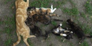 猫妈妈在草地上给小猫喂奶