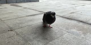 一只城市灰鸽子走在地砖上的地下人行横道上