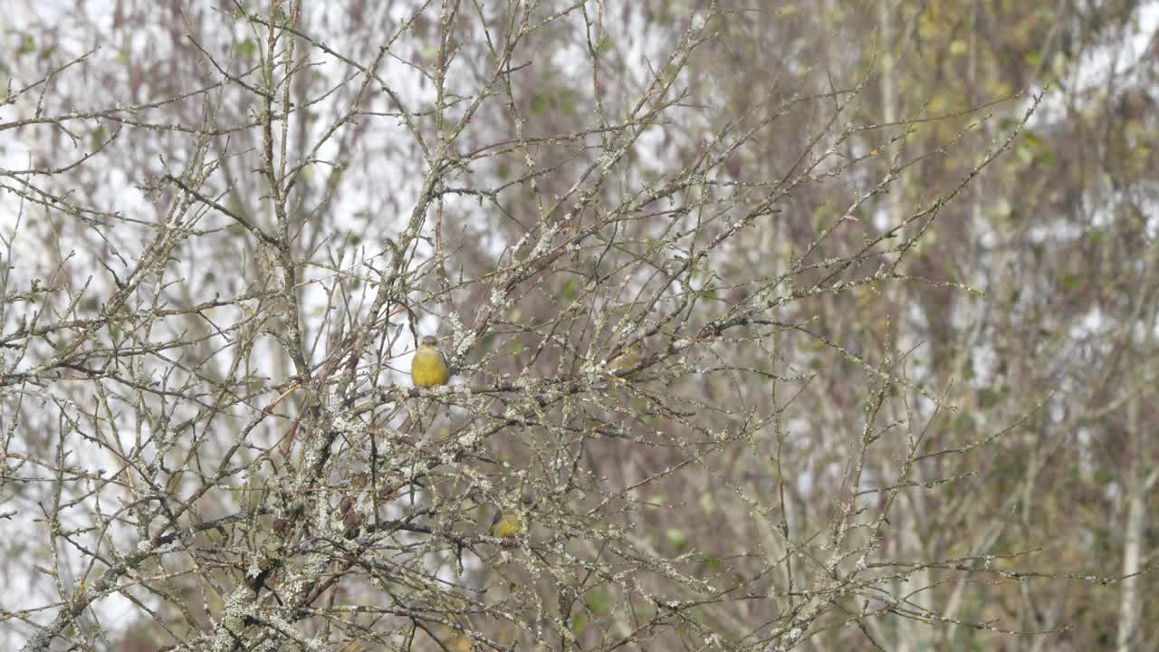 白俄罗斯春天喂养的绿翅雀