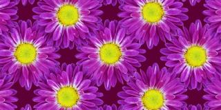 紫色背景上的菊花。无缝循环动画花卉图案
