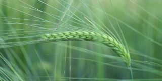 绿色的小麦穗和穗在田间的特写